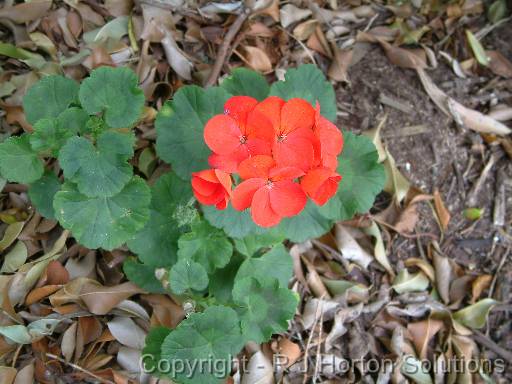 Geranium Red Single 